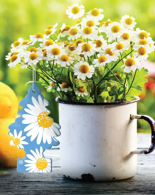 WUNDER-BAUM Daisy Flower 1-pk En Blomstereng i Hanskerommet 